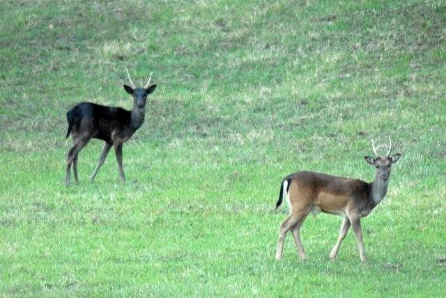 QUIZ:  INDOVINA L''UNGULATO!!! (per i non 